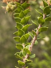 Melaleuca lophocoracorum