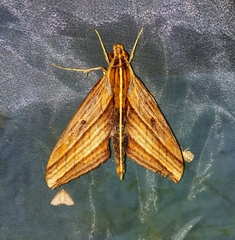 Elibia dolichus
