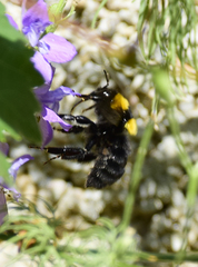 Bombus argillaceus
