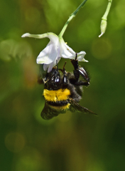 Bombus argillaceus