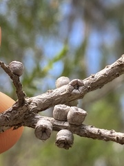 Melaleuca lophocoracorum