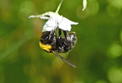 Bombus argillaceus