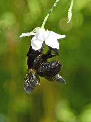 Bombus argillaceus