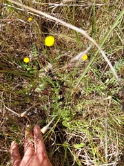 Leptorhynchos squamatus