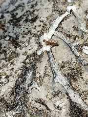 Oecophylla smaragdina