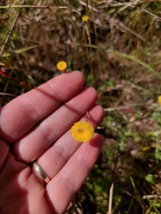 Leptorhynchos squamatus