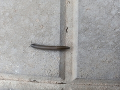 Ommatoiulus rutilans