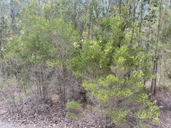 Melaleuca lophocoracorum