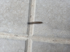 Ommatoiulus rutilans