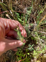 Leptorhynchos squamatus