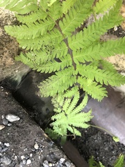 Thelypteridaceae