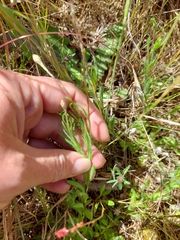 Leptorhynchos squamatus