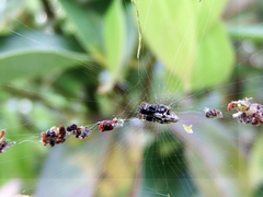 Cyclosa confusa