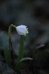 Leucojum vernum
