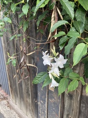 Mandevilla laxa