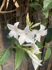 Mandevilla laxa