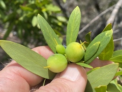 Persoonia tropica