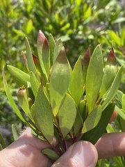 Persoonia tropica