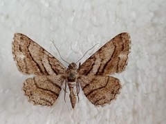 Peribatodes correptaria