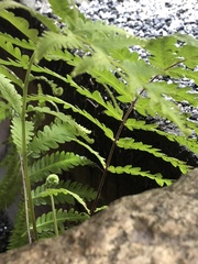 Thelypteridaceae