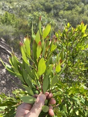 Persoonia tropica