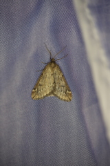 Alsophila aescularia
