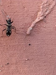 Raglius confusus