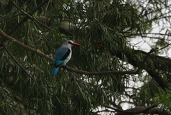 Halcyon senegalensis