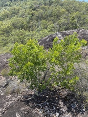 Persoonia tropica