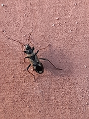 Raglius confusus