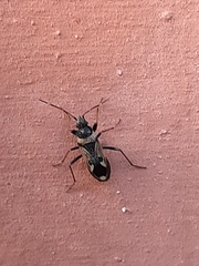 Raglius confusus