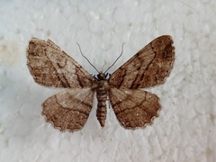 Peribatodes correptaria