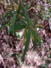 Leucopogon affinis