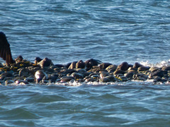 Arenaria melanocephala