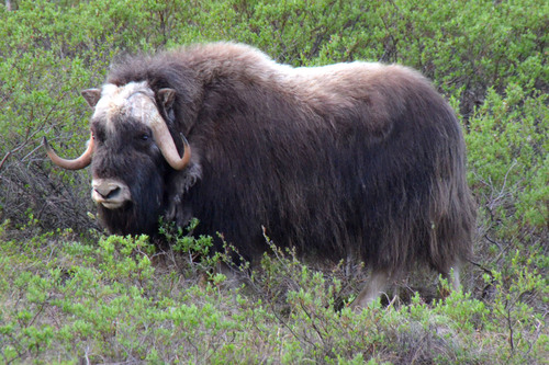 Muskox