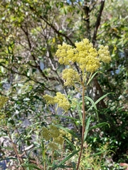 Cassinia aureonitens
