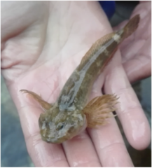 Cottus gobio