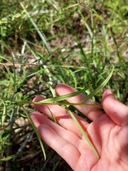Cassinia aureonitens
