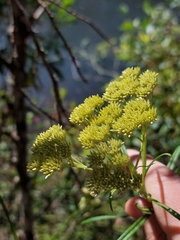 Cassinia aureonitens