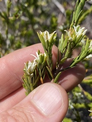 Pseudanthus ligulatus