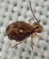 Dicyrtomina