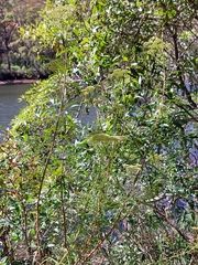 Cassinia aureonitens