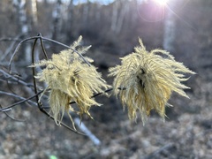 Clematis