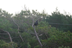 Corvus cornix × corone