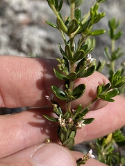 Zieria whitei
