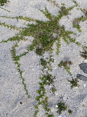 Thuarea involuta