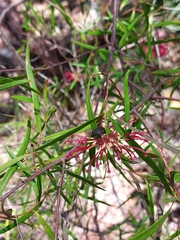 Grevillea diffusa