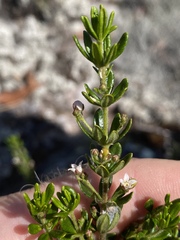 Zieria whitei
