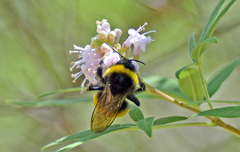 Bombus terrestris dalmatinus