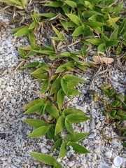 Thuarea involuta